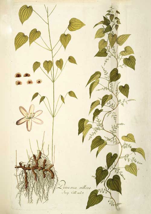 Richard Whelan Medical Herbalist Wild Yam