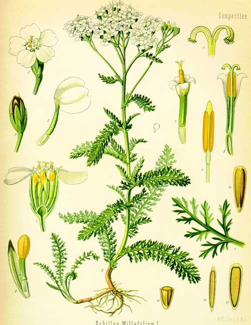 Richard Whelan ~ Medical Herbalist ~ Yarrow