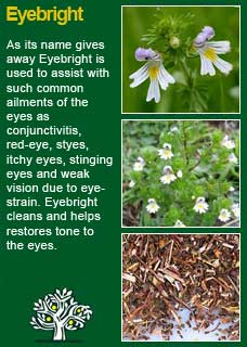 Richard Whelan Medical Herbalist Eyebright Take 10 Drops Of Eyebright Tincture Or 30mls Well Strained And Freshly Made Tea