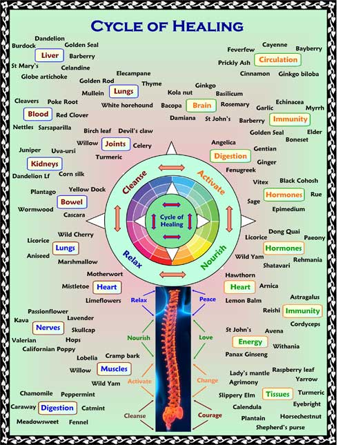 Medicinal Herbs And Their Uses Chart