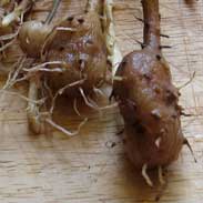 Jam Root Richard Whelan ~ Medical Herbalist ~ Wild Yam