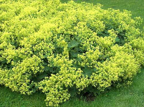 Lady's mantle