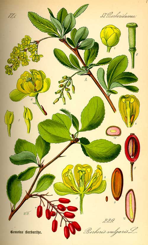 Berberis X Stenophylla Useful Temperate Plants