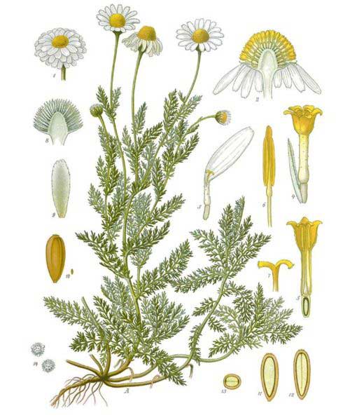 Richard Whelan ~ Medical Herbalist ~ Chamomile