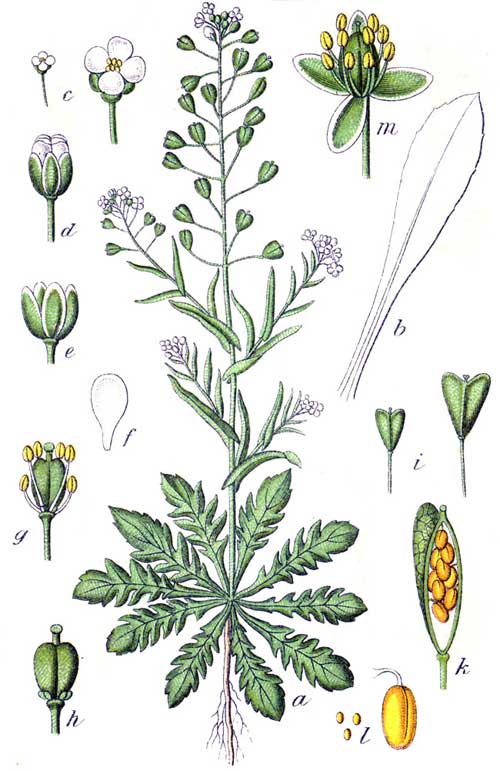 Shepherd's-Purse | Weed identification guide for Ontario crops | ontario.ca