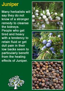 Richard Whelan Medical Herbalist Juniper Berries Juniper Berries Are Stimulating Carminative And Diuretic The Have Been Found Efficient In Gonorrhoea Gleet Leucorrhoea Cystirrhoea